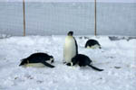 Group of Emperor Penguins