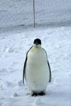 All alone Emperor Penguin